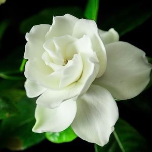 Meet your Posher, Jannette